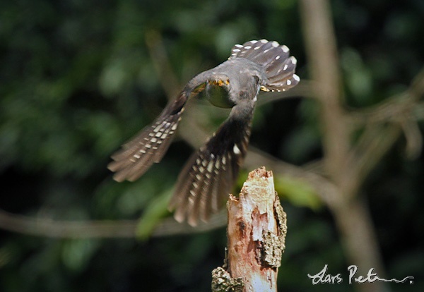 Sunda Cuckoo
